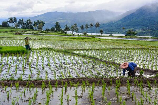 Musim Tanam di Singkarak  #Padang nationalgeographic.co.id/foto-lepas/201…