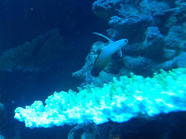 Theartisticfish's tweet photo. Fire fish http://t.co/msxZJUUOoN