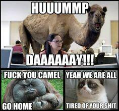 NWAChive's tweet photo. We get it, it's  Hump Day http://t.co/hJ1J0SAYFr