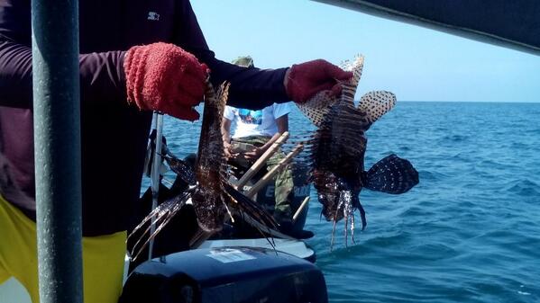 La jornada de control con buzos marinos para erradicación del Pez León lleva hasta el momento 30 animales atrapados.