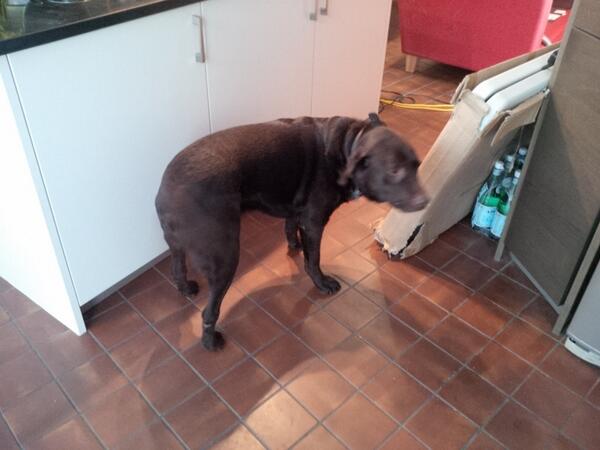 StuartSimpsonUK's tweet image. My client is delighted with my #sofacleaning.  Her #dog is not sure about it though...