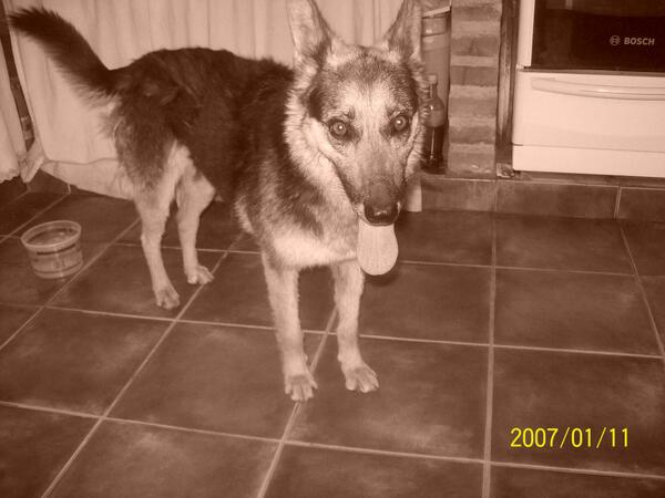 maalenaperez's tweet photo. RECIÉN PERDIERON A MI PERRA EN EL CAZADOR POR FAVOR SI ALGUIEN LA LLEGA A VER QUE ME LLAME, POR FAVOR 3484698739 http://t.co/GXQLoKLBHT
