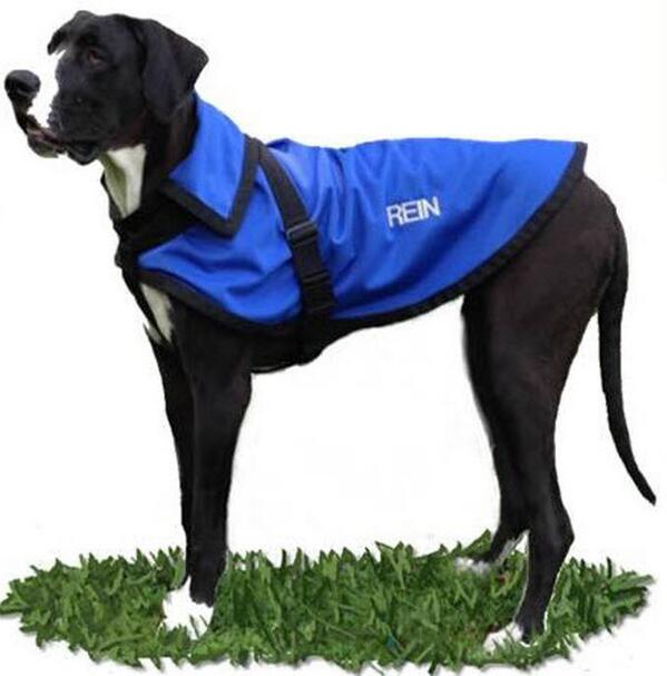 TheReinCoat's tweet image. #Obamas #WhiteHouse #BoandSunny Pls see TheReinCoat.com I want to send you some coats. They r GREAT!