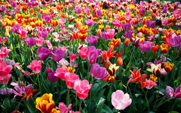 postureoespera's tweet photo. ¿Soy la única que está #experiando a la primavera? LV http://t.co/YW8vrNAR80