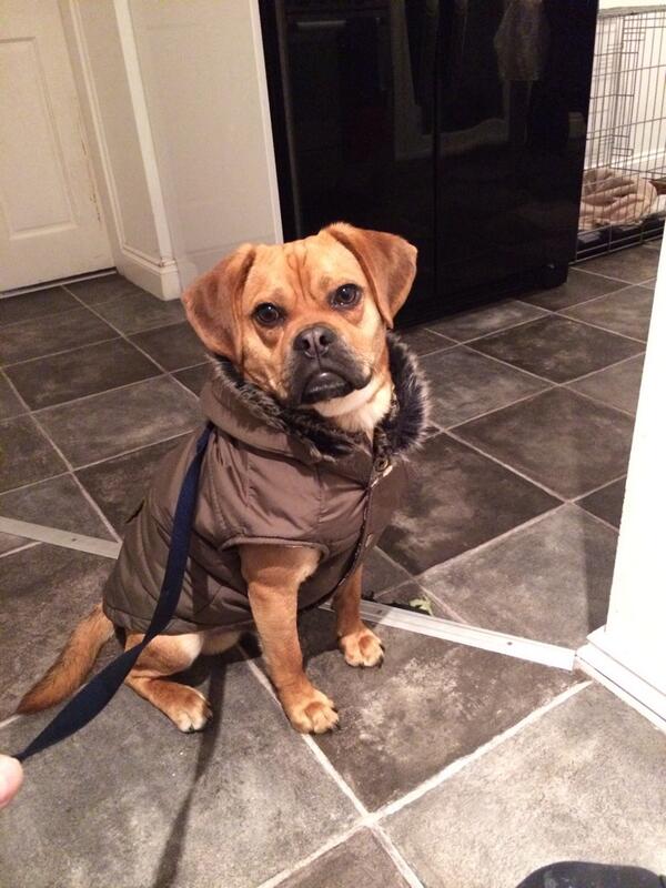montlufc's tweet image. Mi pooch rocking his new parka 
#moddog