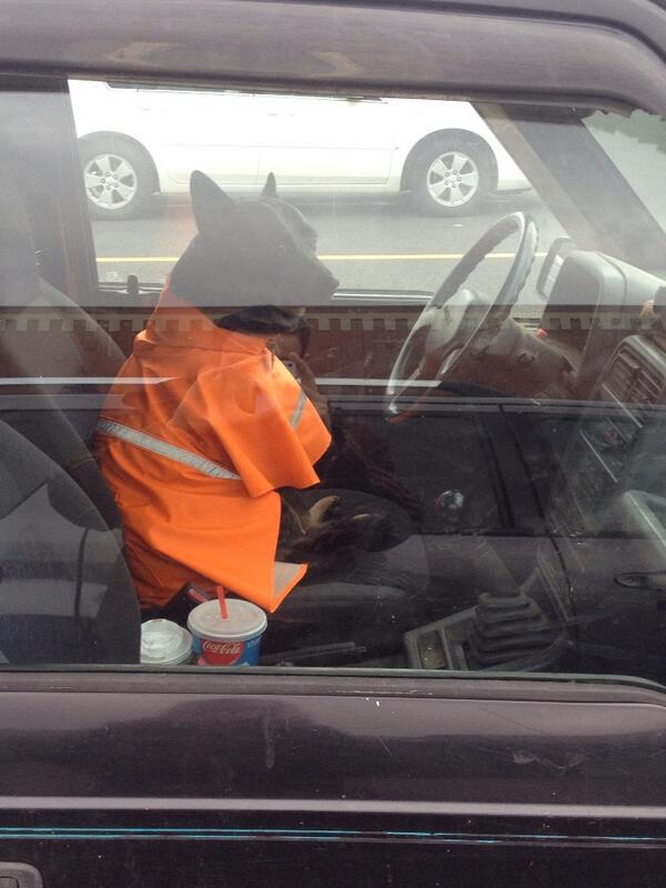 aamrkhalifa's tweet photo. Drive safe doggy!! http://t.co/Ll3yNtCsv2