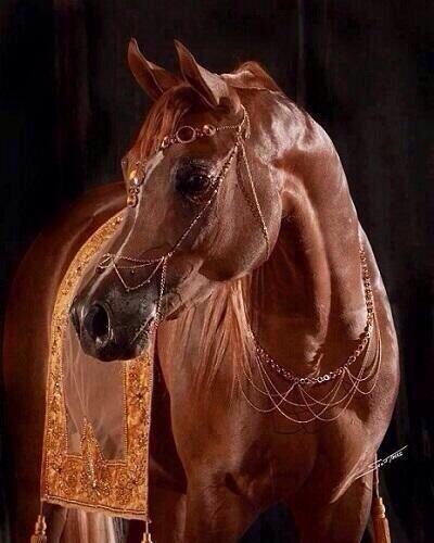 ____lovelee's tweet photo. #حط_صورة_شي_تحبه http://t.co/nfDTLg4P3p