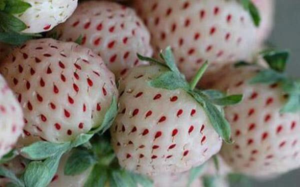 Todaunaamalgama's tweet photo. Una fruta desconocida "Pineberries, las fresas blancas con sabor a piña" http://t.co/Ef249xMlTq http://t.co/sAAOdh15FU