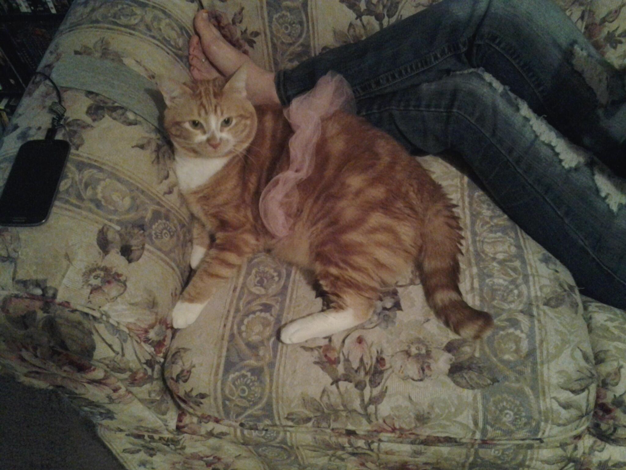 @AnneMookalou here is my baby boy Porky http://t.co/ZQ7HePcZxv