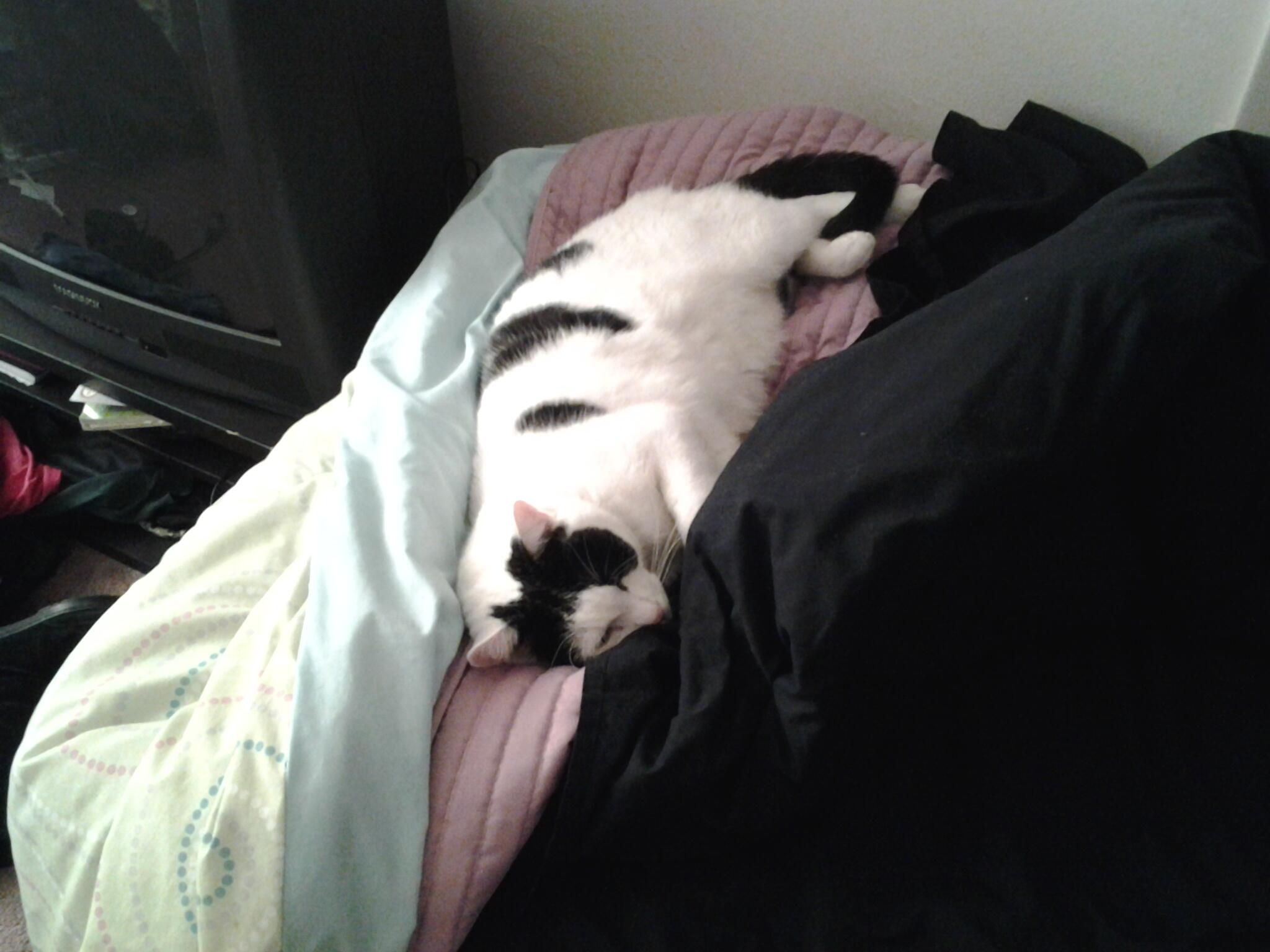 @AnneMookalou And here is my other baby boy Wizzer! ♥ http://t.co/VVcOYmmPeD