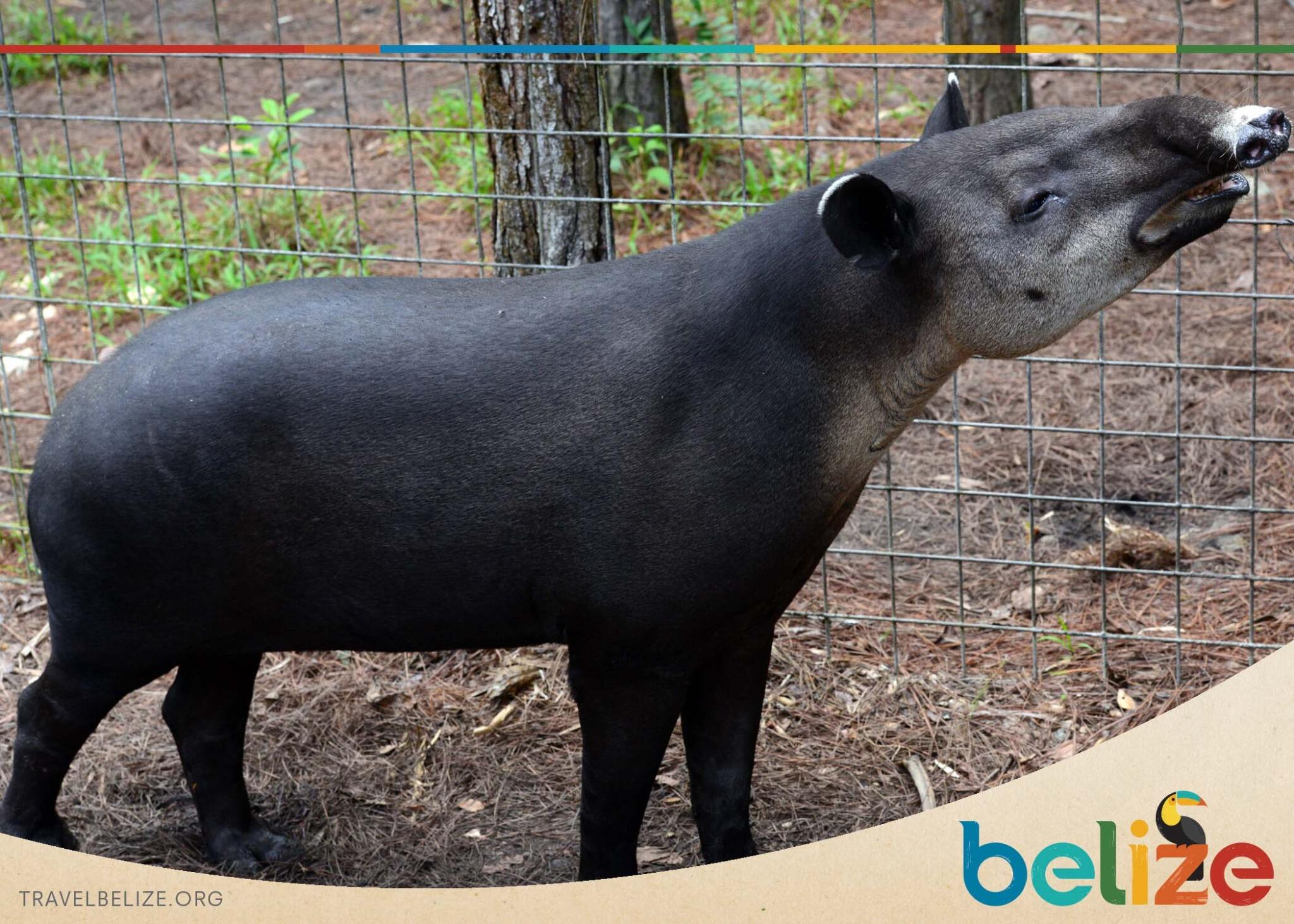 Travel Belize on Twitter: Travel Belize on Twitter: