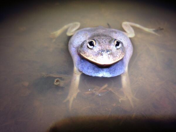 .@naturenavigator nooooo! Tiddilik is this one: Cyclorana platycephala #WildOz #frog