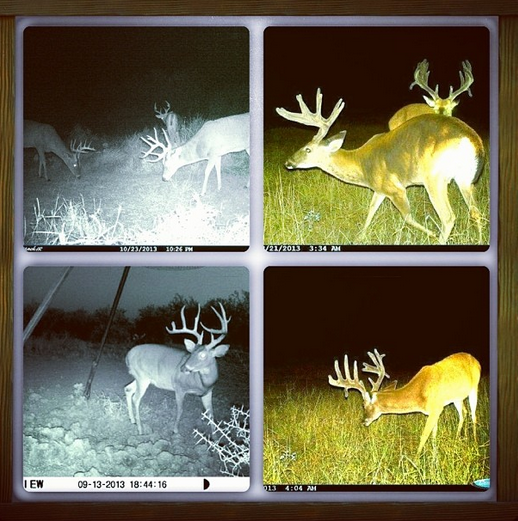 Jason_Aldean's tweet photo. Anybody interested in hunting South Texas whitetail?? Go check out http://t.co/mTheaIBSEW  http://t.co/nOeLrBYcx3 http://t.co/KNzjCYshCG
