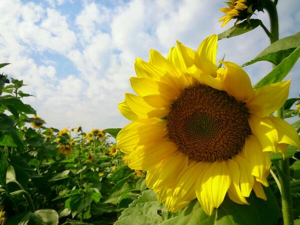 Felidaeliu's tweet photo. 太陽快出來吧~ http://t.co/lIjXLkzTJo
