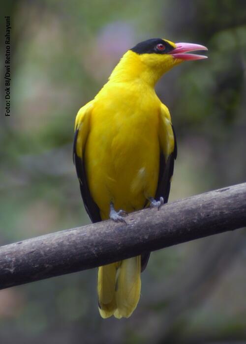 Burung Indonesia בטוויטר Kepudang Kuduk Hitam Umumnya Berukuran