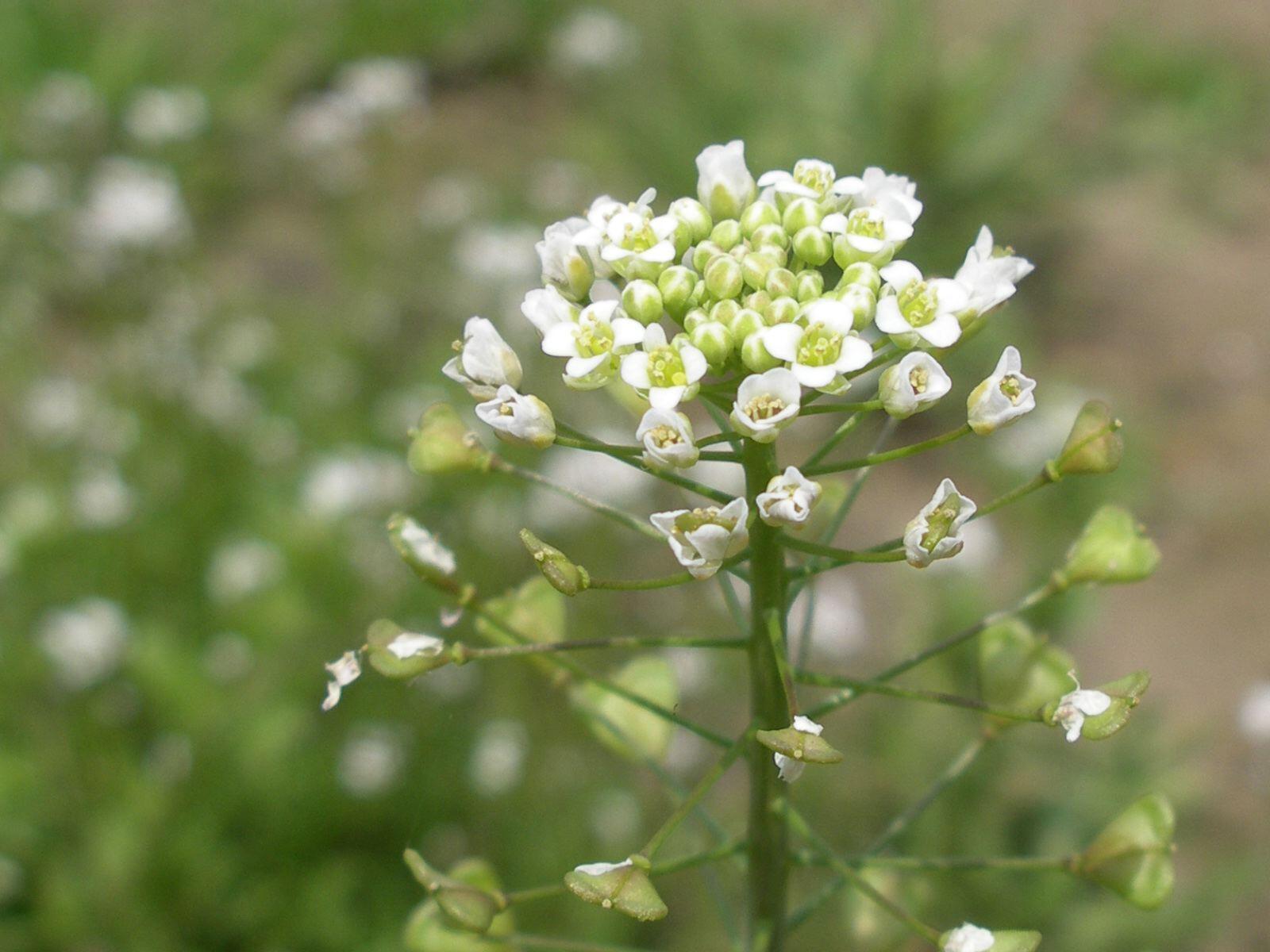 花言葉ラボ בטוויטר ナズナの花言葉 あなたに私のすべてを捧げます T Co H8yd7m2ypx