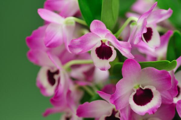 ট ইট র 花言葉ラボ デンドロビウムの花言葉 美人 わがままな美人 天性の華をも 真心 思いやり T Co Fxp6yj6igh