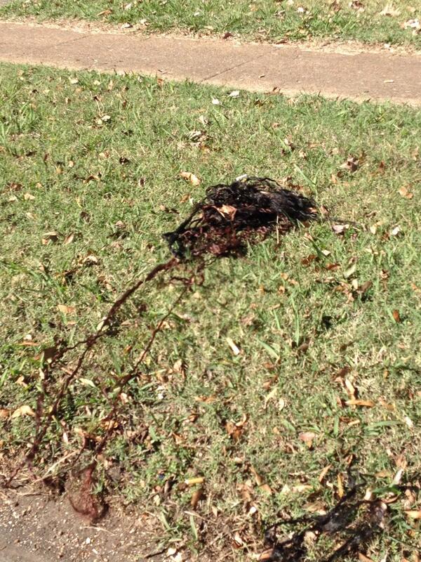 arnandabynes's tweet photo. i tore that bitches weave out harder than sharkeisha hit that other nigga #goinhard http://t.co/ksmkbpyX1X