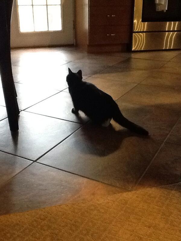 ChloeNiall0926's tweet photo. My cat http://t.co/n1a01BpnfV