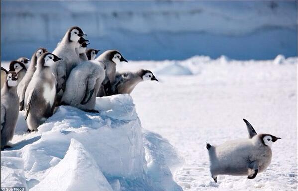 PenguinADay's tweet photo. Who says pengys can't fly?! http://t.co/xjMyDHqPus