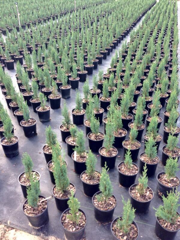 LinerSource's tweet image. Cypress Italian at Liner Source! #linersource #cypress #quality