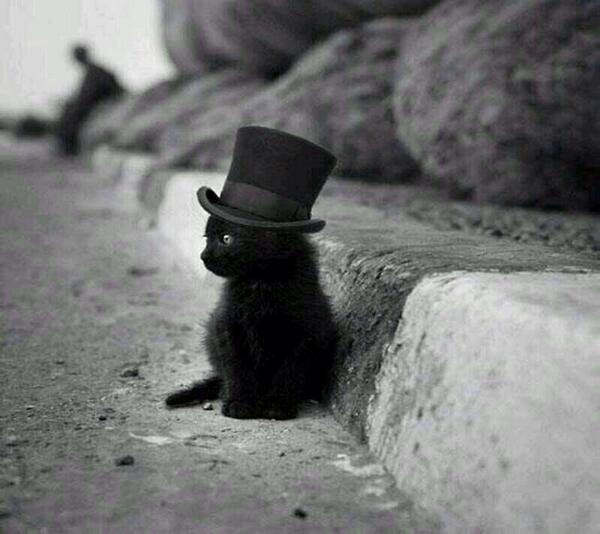 KatiiB's tweet image. “@An_Cap_Anon: @JulieBorowski Look at Anarchy Cat Julie Borowski. The little guy wears a top hat! #AnCapSec http://t.co/6dAuCNlHaJ” CUTENESS
