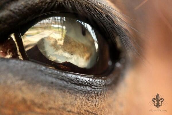 Загнанная лошадь картинки прикольные. Исхудавшая лошадь. Загнанные лошади отзывы. Загнанная лошадь прикол. Лошадь лежит.