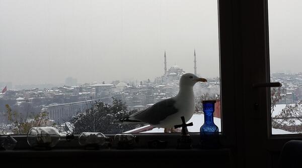 Odamın camında bir misafirim var. Şimdi simit aramaya başlıyorum. Çay bilemem ama simit yiyecek gibi