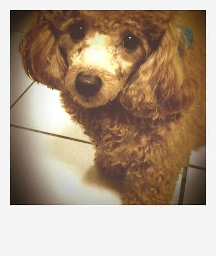 可愛すぎる犬 画像bot Kawaisugiru Dog Twitter