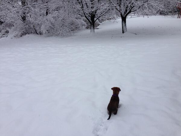 LachMurph's tweet photo. What is it with dogs and burying their face in snow?? http://t.co/5G1vn46OJ7