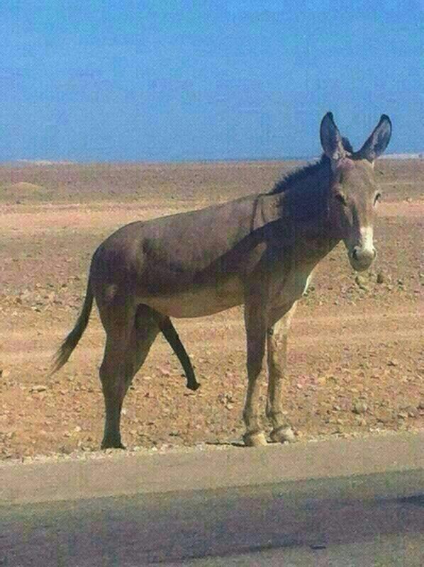 صور زب حمار Live Images