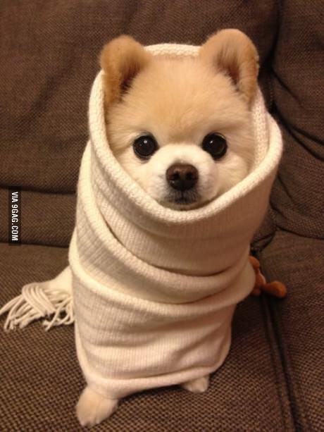 3MillionDogs's tweet photo. Do you want a puppy burrito? http://t.co/02ZYUvYheE