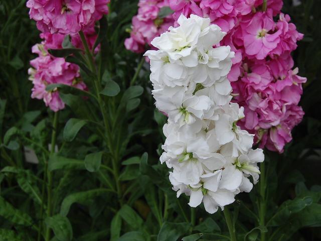 花言葉ラボ ストックの花言葉 愛の絆 豊かな愛 永遠の恋 見つめる未来 平和 思いやり T Co 1lyt7ykm2d Twitter 花言葉ラボ ストックの花言葉 愛の絆 豊かな愛 永遠の恋 見つめる未来 平和 思いやり T Co 1lyt7ykm2d Twitter