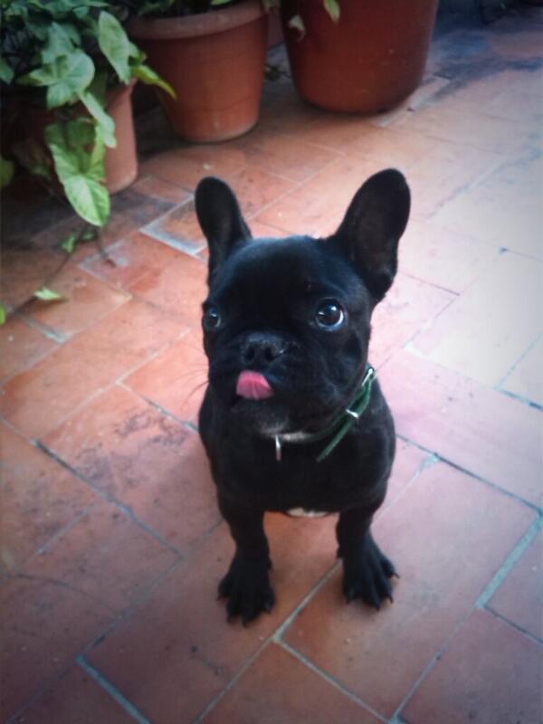 NaN0Cortes's tweet photo. La fusión perfecta entre una rata y un bulldog francés!!! de lo feo que es, es asta gracioso el cabron jajajaj http://t.co/5D0elEgZOW
