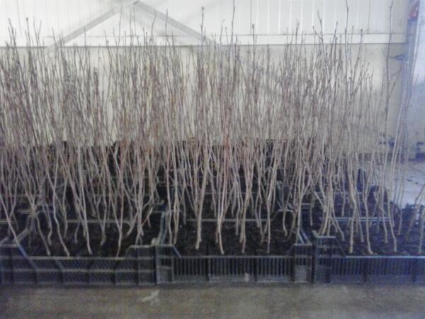 Liriodendron tulipifera spillen 50-70cm binnen rijden voor de vorst #liriodendron #winter