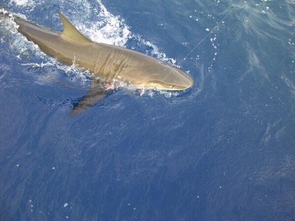 Fotito del tiburón que pescamos hoy a la mañana... En la playa disfrutando. Saludos a todos.