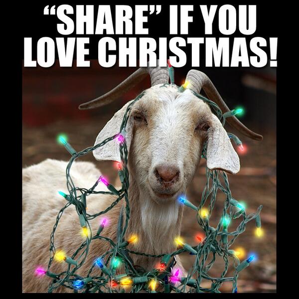 GrumpyGoats's tweet photo. It's beginning to look a lot like Goat-mas! Who else is in the #Christmas spirit? http://t.co/K917k3vxex http://t.co/ivpuVuBTnr