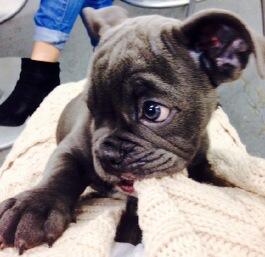 AndreaTantaros's tweet photo. All I want for Christmas is my friend's new puppy. http://t.co/zWqn6oulzS