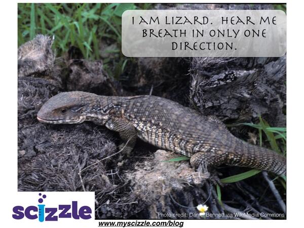 myScizzle's tweet image. How did lungs #evolve?  ow.ly/rHMKD #natnet #science