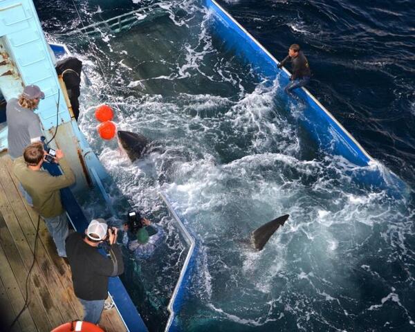 OCEARCH's tweet photo. Mary Lee's tag &amp; release on #ExpeditionCapeCod (9/17/12). #TBT http://t.co/SNHemLGJ1H