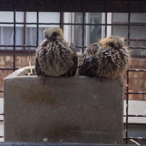 Nuevos integrantes temporarios de la familia