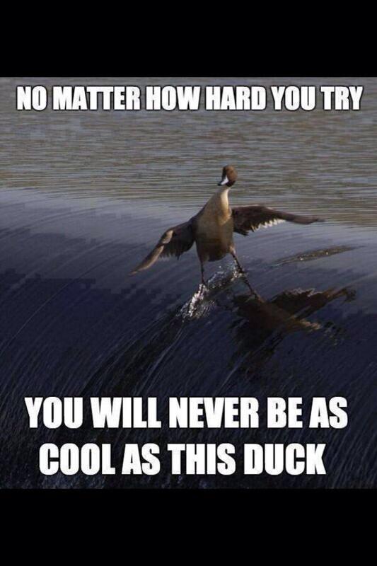 acloades's tweet image. 