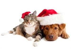 TarotAdventures's tweet photo. R U a Rockin' Pet Owner? >Try the @PDSA_HQ Pet Quiz  http://t.co/JMPJoJl9V2  MT @eddieizzard  @mypawsitivepet  #PAWS http://t.co/7mfgN7NCiw
