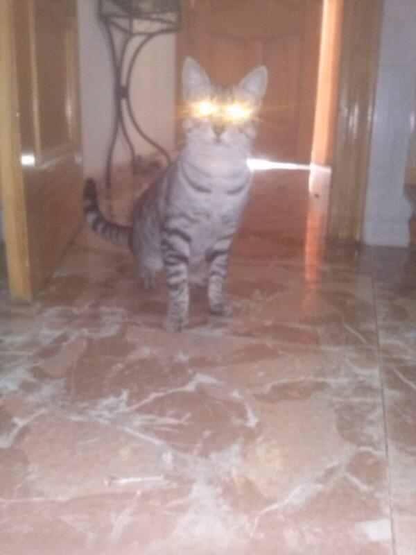 gabrielcerrillo's tweet photo. Gato radiactivo jajajaja http://t.co/xIooSNB12R