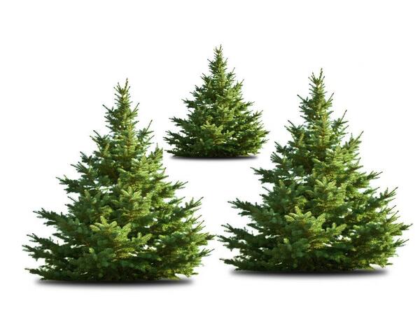 CambFood's tweet photo. Not bought your tree yet? There'll be great deals on Christmas Trees at #CambChristmasMarket on Sat 14 http://t.co/FZ9Fke65u5