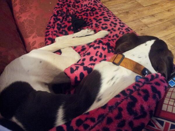 @BitchinDonna Bailey tried wrapping himself up, now he's sulking.