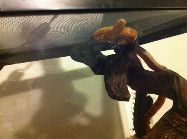 Foxthesnake's tweet photo. #SssssSssSSSssselfie http://t.co/3YS0Ov0FWN