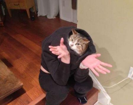 kana on Twitter: &quot;“@powerofcats: Hahaha #cat #funny http://t.co/WrR5qotlkl”  where&#39;d the human head go? Idk!&quot;