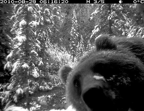banfflakelouise's tweet photo. I met my travel mentor (a great bear, but bit of a close talker) 
Q7. first time  alone as you travelled? #TNI http://t.co/q33w7Q658q