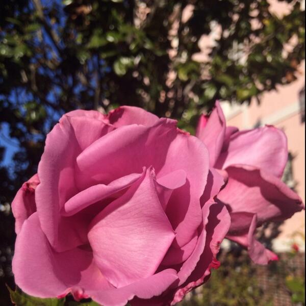 leafandmeat's tweet photo. It's never truly winter in SF #rosesndbluesky http://t.co/wf9bCz9A6Y